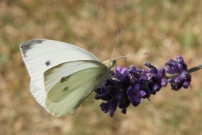 La Piride de la rave. Un mle (Lpidoptre - Pieridae - Pieris rapae)